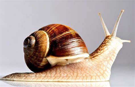 Memorias de un caracol